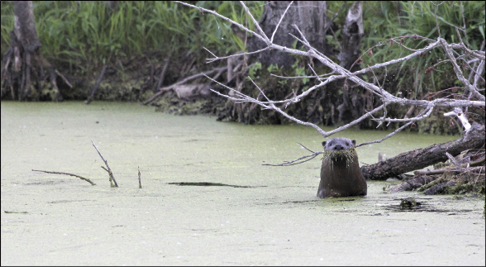River otter
