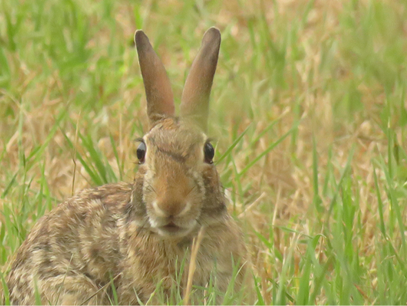 A small brown and white rabbit with large ears is sitting in a grassy field.
AI generated content