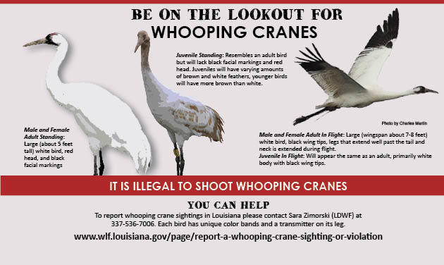 Be on the lookout for whooping cranes PSA