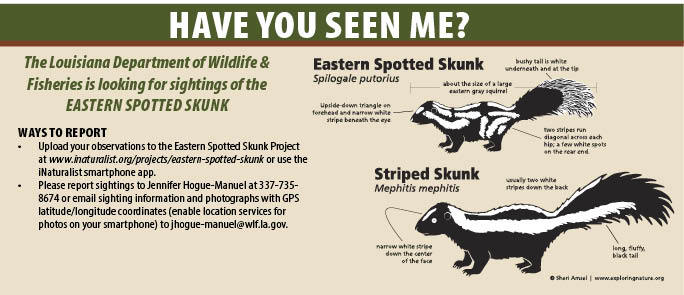 Have you seen me skunk PSA