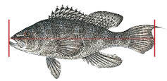 Exception to measuring you catch for Black sea bass.