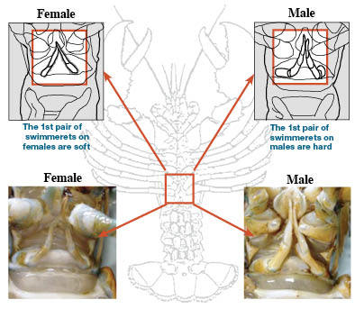 Illustration showing how to identify a lobster as male of female.