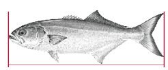 Image showing how to measure your catch.