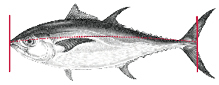 Exception to measuring your catch for Tunas.