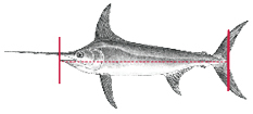 Exception to measuring your catch for Swordfish.