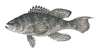Commonly caught species; Black Sea Bass.