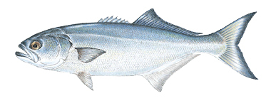 Commonly caught species: Bluefish.