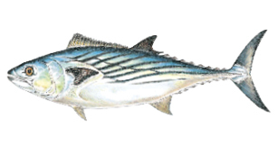 Commonly caught species; Bonito.