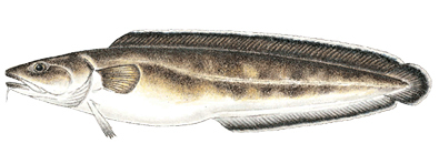 Commonly caught species; Cusk.