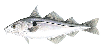 Commonly caught species; Haddock.
