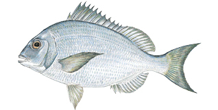 Commonly caught species; Scup.