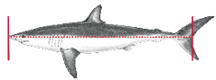 Exception to measuring you catch for Sharks.