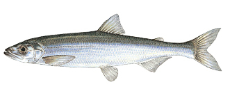 Commonly caught species; Rainbow Smelt.