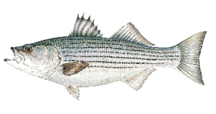 Commonly caught species; Striped Bass.