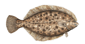 Commonly caught species: Winter Flounder.