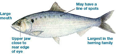 Commonly caught species; American Shad.