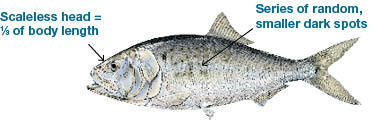 Commonly caught species; Atlantic Menhaden.