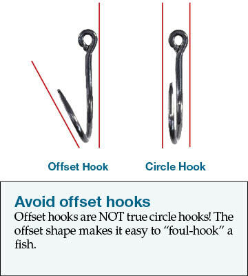 Image showing the difference in offset between a offset hook and circle hook.