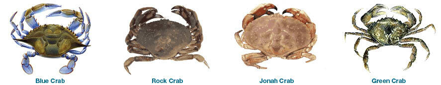 Images showing the identifications of Blue, Rock, Jonah, and Green Crab.