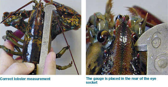 Images showing where to measure a lobster for its carapace length.