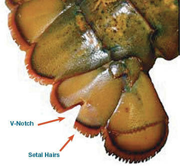 V-notch location on a lobsters tail.