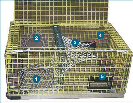 Diagram of a lobster trap.