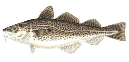Commonly caught species; Cod.