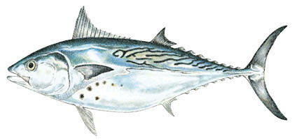 Commonly caught species; False Albacore.