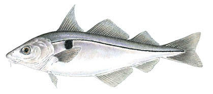 Commonly caught species; Haddock.