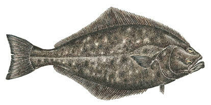 Commonly caught species; Halibut.