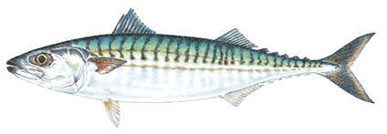 Commonly caught species; Mackerel.