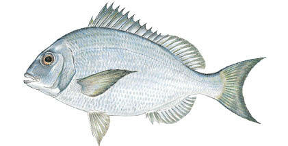 Commonly caught species; Scup.