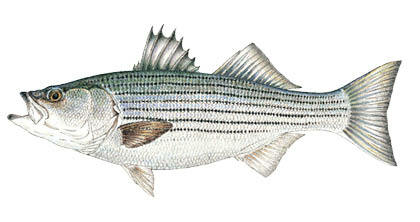 Commonly caught species; Striped Bass.