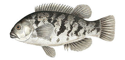 Commonly caught species; Tautog.