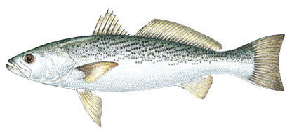 Commonly caught species; Weakfish (Squeteague)