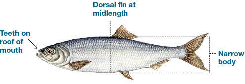 Illustration of an Atlantic herring with labeled features including teeth on the roof of the mouth, a dorsal fin at midlength, and a narrow, silver-colored body.