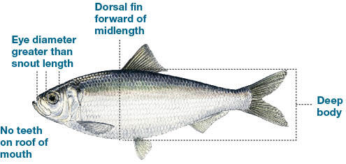 Illustration of an alewife, a deep-bodied fish found in Massachusetts, labeled with key features like no teeth on the roof of the mouth, a large eye, and a forward-positioned dorsal fin.