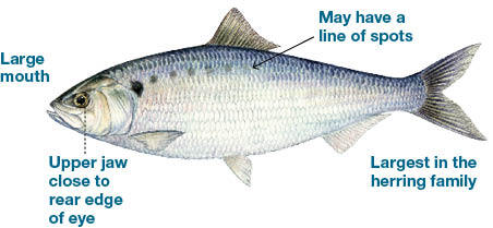 Illustration of an American shad, the largest species in the herring family, labeled with features including a large mouth, upper jaw near the eye, and possible row of spots.