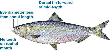 Illustration of a blueback herring, a migratory fish found in Massachusetts, labeled with features including a small eye, no teeth on the roof of the mouth, and a forward dorsal fin.