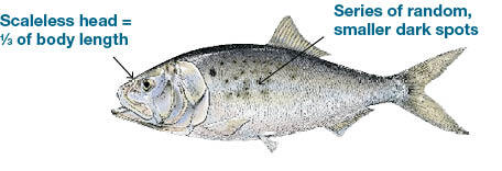 Illustration of an Atlantic menhaden, a forage fish common in Massachusetts, showing a scaleless head about one-third of its body length and a line of small, random dark spots.