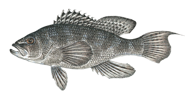 Illustration of a black sea bass, a popular bottom-dwelling saltwater fish found in Massachusetts, known for its dark coloration, spiny dorsal fin, and excellent table quality.