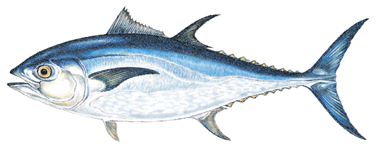 Illustration of a bluefin tuna, a large, powerful saltwater fish found in Massachusetts, known for its streamlined body, metallic blue back, and high value as a game and commercial species.