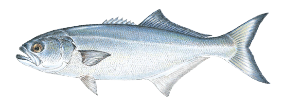 Illustration of a bluefish, a powerful saltwater game fish found in Massachusetts waters, known for its aggressive feeding behavior and sharp teeth.