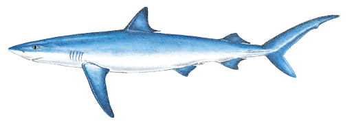 Illustration of a blue shark, a slender, fast-moving species found in offshore Massachusetts waters, identified by its vibrant blue color, long pectoral fins, and streamlined body.