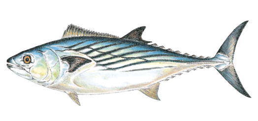 Illustration of an Atlantic bonito, a fast-swimming saltwater fish found in Massachusetts, recognized by its streamlined body and distinct diagonal stripes on the back.