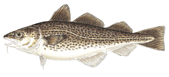 Illustration of an Atlantic cod, a bottom-dwelling saltwater fish found in Massachusetts, identified by its speckled brown body, three dorsal fins, and distinctive chin barbel.