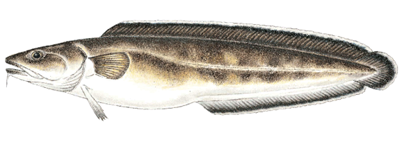 Illustration of a cusk, a bottom-dwelling saltwater fish found in deep waters off Massachusetts, identified by its elongated body, barbel on the chin, and continuous dorsal fin.