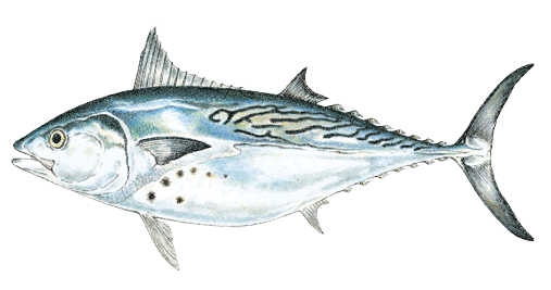 Illustration of a false albacore, a fast and powerful saltwater game fish found in Massachusetts, identified by its streamlined body, wavy markings on the back, and dark spots near the tail.