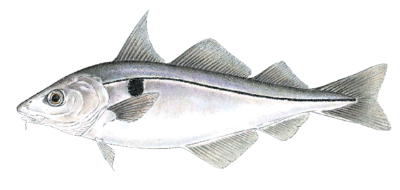 Illustration of a haddock, a cold-water bottom fish found in Massachusetts, identified by its silvery body, dark lateral line, and distinctive black spot above the pectoral fin.