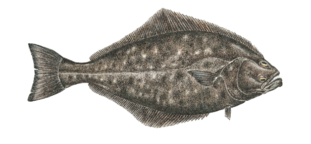 Illustration of an Atlantic halibut, a large flatfish found in deep offshore waters of Massachusetts, recognized by its dark mottled body, diamond shape, and both eyes on the right side.